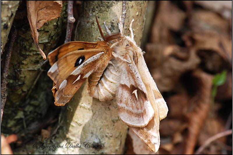 Aglia tau in accoppiamento